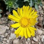 Grindelia covasii flower picture by Trap Hers (cc-by-sa)