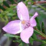 Boronia pinnata flower picture by Boris Therock (cc-by-sa)