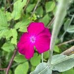 Silene coronaria flower picture by anna anna (cc-by-sa)