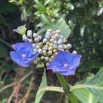 Hydrangea macrophylla habit picture by David Hocken (cc-by-sa)