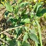 Solanum americanum habit picture by Trap Hers (cc-by-sa)