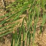 Phyllanthus emblica leaf picture by Abhimanyu singh (cc-by-sa)