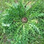 Carlina acanthifolia leaf picture by Leleu jean philippe (cc-by-sa)