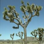 Yucca brevifolia habit picture by Daniel Barthelemy (cc-by-nc)