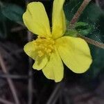 Helianthemum salicifolium flower picture by Benito Soto Fernando (cc-by-sa)