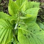 Inula helenium leaf picture by sylvie Decharne (cc-by-sa)