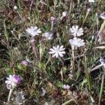 Silene sericea habit picture by Emmanuel Cosson (cc-by-sa)