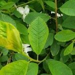 Exochorda racemosa leaf picture by William Coville (cc-by-sa)