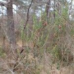 Erica scoparia habit picture by Yoan MARTIN (cc-by-sa)