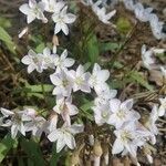 Claytonia virginica habit picture by Syl Syl (cc-by-sa)