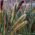 Carex rostrata leaf picture by KS Mariusz (cc-by-sa)