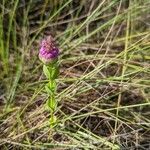 Polygala timoutou flower picture by Denis Bastianelli (cc-by-sa)