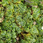 Ourisia muscosa leaf picture by Fabien Anthelme (cc-by-sa)