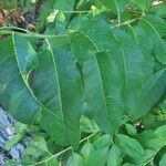 Oxydendrum arboreum leaf picture by Kat L. (cc-by-sa)