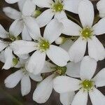 Saxifraga callosa flower picture by Jean-François Baudin (cc-by-sa)