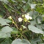 Dombeya acutangula flower picture by Yves Martin (cc-by-sa)