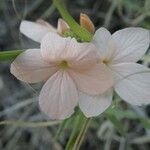 Cycnium volkensii flower picture by susan brown (cc-by-sa)