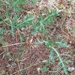 Eryngium amethystinum habit picture by Ettore vecchi (cc-by-sa)