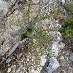 Globularia alypum habit picture by christophe gorla (cc-by-sa)