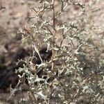 Atriplex crenatifolia leaf picture by Trap Hers (cc-by-sa)