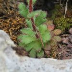 Saxifraga adscendens leaf picture by Emanuele Santarelli (cc-by-sa)