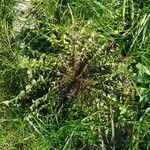 Taraxacum erythrospermum habit picture by Karsten Hoffmeyer (cc-by-sa)