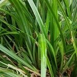 Carex microglochin leaf picture by Christian PELLOQUIN (cc-by-sa)