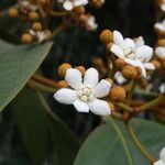 Nectandra oppositifolia habit picture by Renato Lima (cc-by-nc-sa)