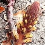 Orobanche hederae flower picture by Michèle P (cc-by-sa)