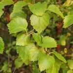 Betula occidentalis leaf picture by jimmysong (cc-by-sa)