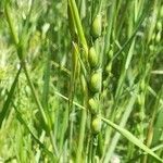 Aegilops ventricosa flower picture by Etienne Aspord (cc-by-sa)