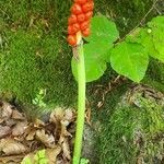 Arum cylindraceum fruit picture by Gus Gus (cc-by-sa)