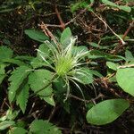 Clematis alpina fruit picture by Emanuele Santarelli (cc-by-sa)