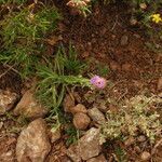 Centaurea linifolia habit picture by Paul FRANCK (cc-by-sa)