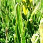 Genista sagittalis leaf picture by Alain Bigou (cc-by-sa)