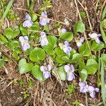 Viola collina leaf picture by Martin Bishop (cc-by-sa)