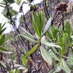 Baccharis prunifolia leaf picture by Fabien Anthelme (cc-by-sa)