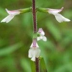 Phryma leptostachya flower picture by Mason Hoffman (cc-by-sa)