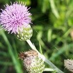 Cirsium monspessulanum flower picture by jacques maréchal (cc-by-sa)