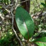 Homalium paniculatum leaf picture by Bernard REYNAUD (cc-by-sa)