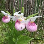 Cypripedium reginae flower picture by brian parish (cc-by-sa)