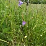 Campanula patula habit picture by Udo Herkommer (cc-by-sa)