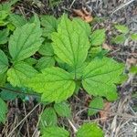 Clematis virginiana leaf picture by Daniel Brashear (cc-by-sa)