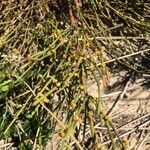 Ephedra fragilis leaf picture by Jose Antonio Conde Toledano (cc-by-sa)