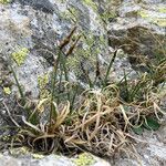 Carex rupestris habit picture by Fabien Anthelme (cc-by-sa)