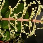 Miconia trinervia leaf picture by Nelson Zamora Villalobos (cc-by-nc)