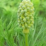 Adonis vernalis fruit picture by Hansjörg Hagels (cc-by-sa)