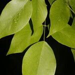 Clitoria glaberrima leaf picture by Nelson Zamora Villalobos (cc-by-nc)