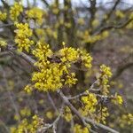 Cornus mas flower picture by Hans Rudolf Oberholzer (cc-by-sa)