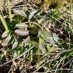 Noccaea caerulescens leaf picture by Myriam Chavel (cc-by-sa)